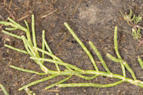 Salicornia depressa #2